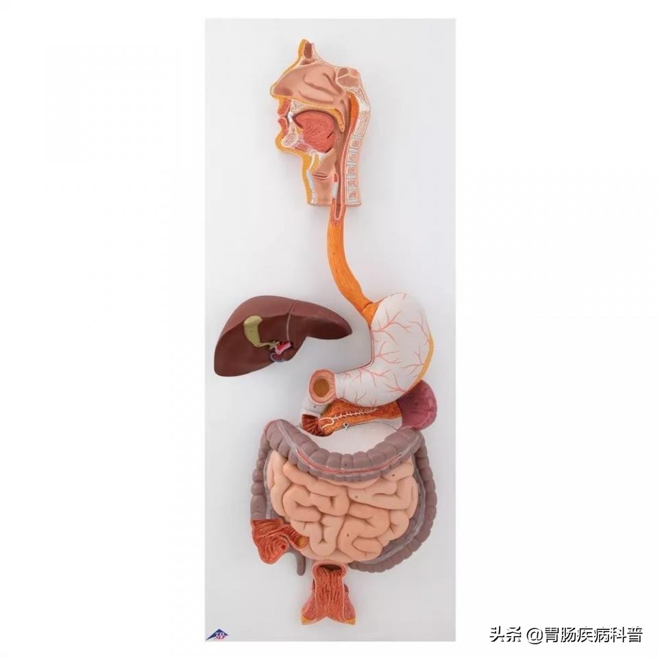 腹部消化系统解剖图谱,小儿消化系统解剖图谱