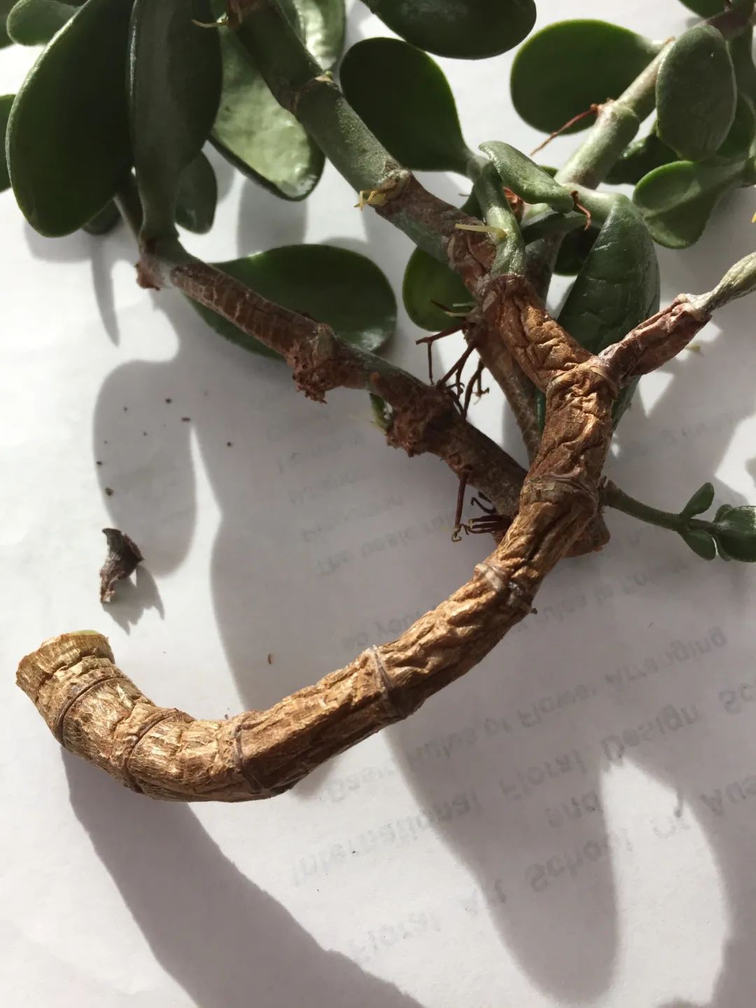 家里养的茶花老掉叶子怎么回事,茶花黄叶月季花黄叶