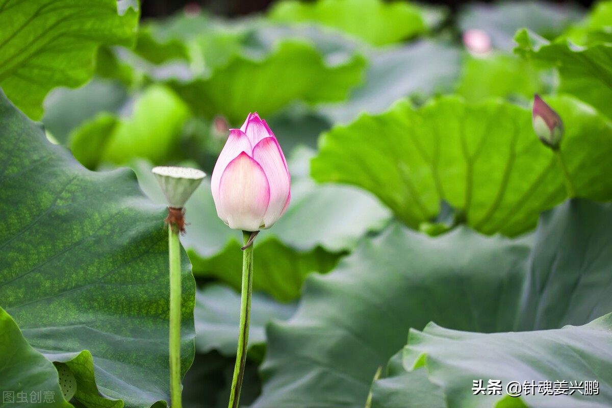 中成药治疗心律失常效果如何,心律失常药物副作用口诀