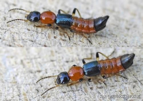 家居常见虫图片大全,家居虫类科普图文