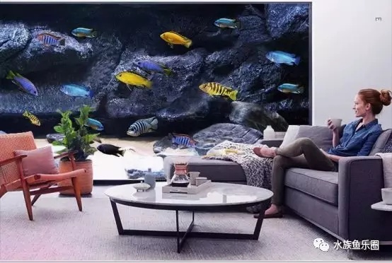 大马水族专营三湖慈鲷,三湖慈鲷鱼的饲养方法