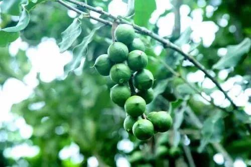 抗初老面膜抗皱保湿平价,抗初老焕白面膜