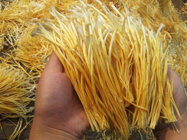 虫草花成分和虫草一样吗,虫草花跟虫草有什么区别