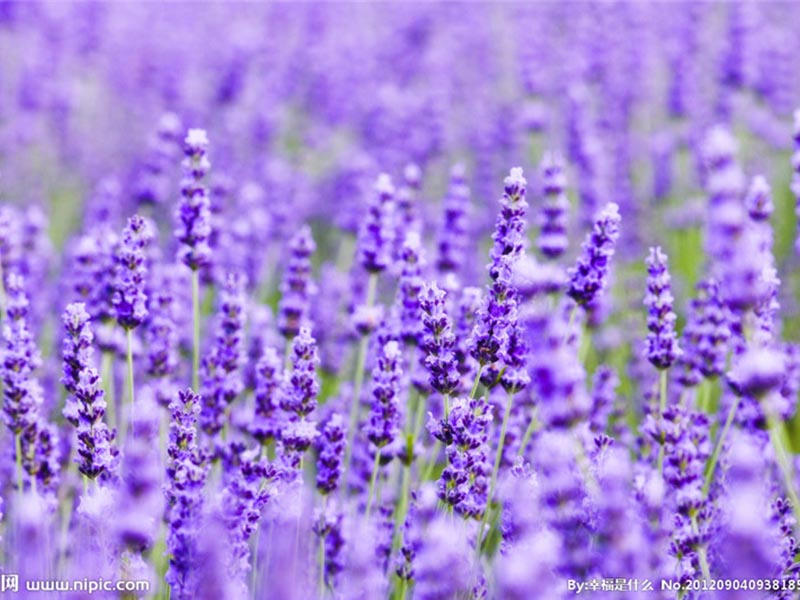 衣草有哪些种植方法和时间,衣草的家庭种植方法与时间
