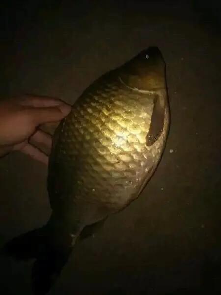 夏季夜晚钓大鲫鱼绝招最佳方法,夏天夜钓大鲫鱼心得