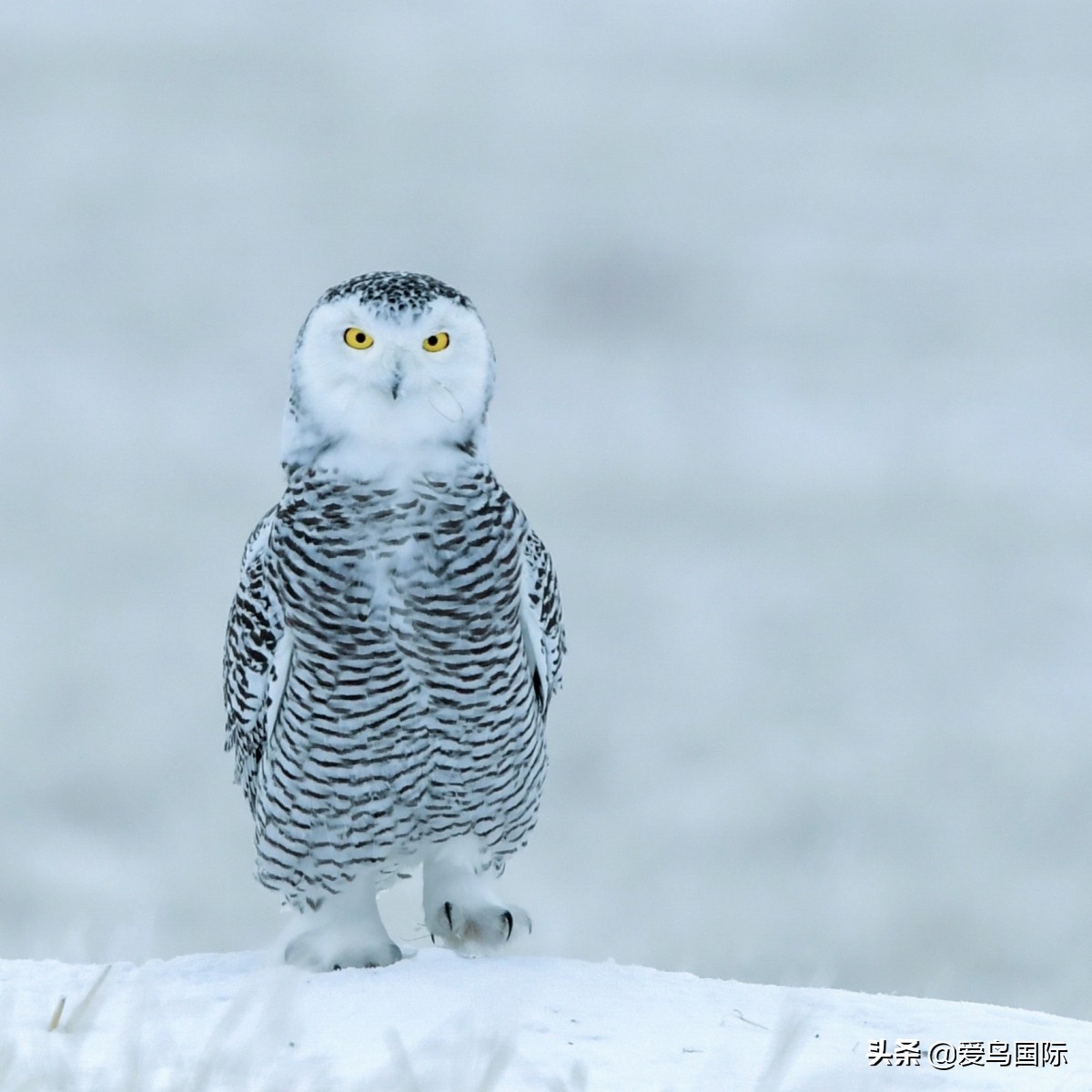 2020观鸟大年,观鸟大年完整版