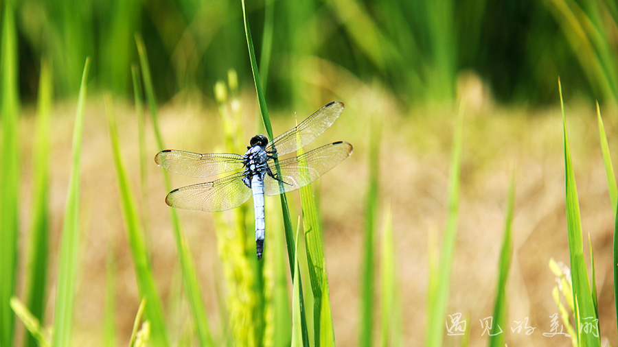 龙脊梯田风景区被破坏过吗,桂林龙脊梯田最全攻略