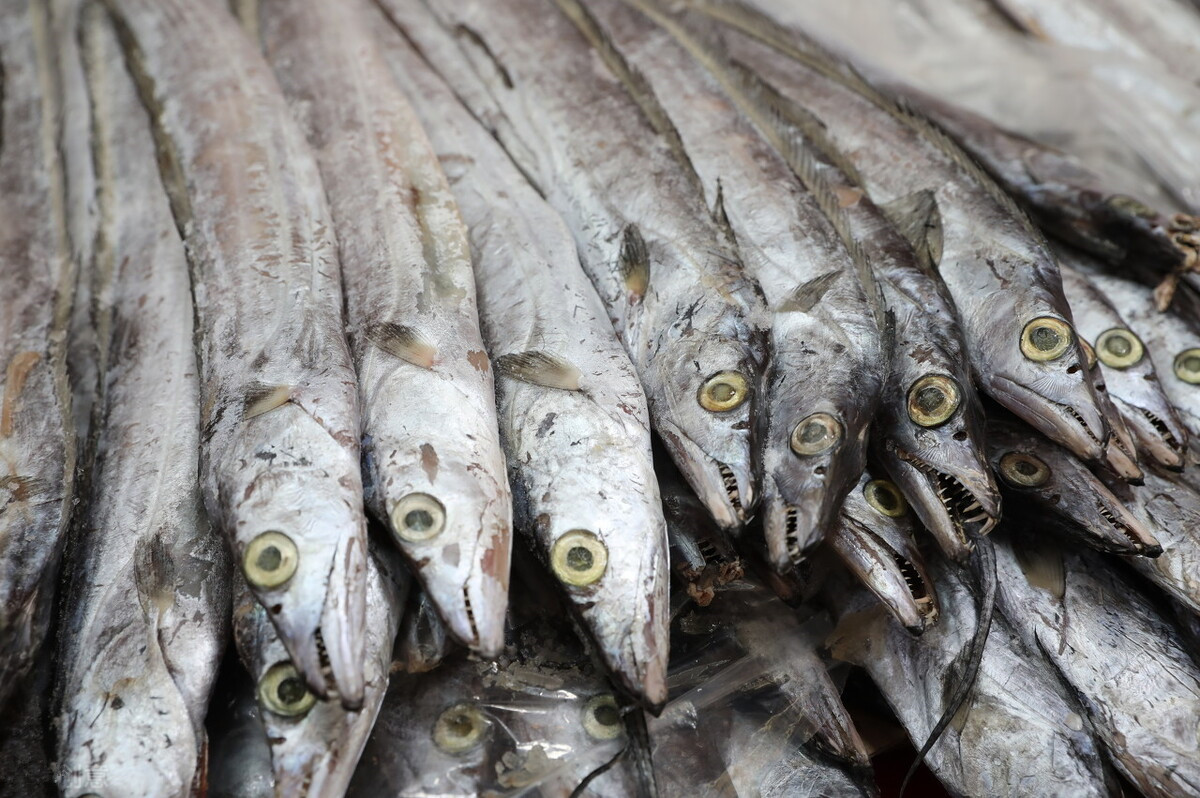 买带鱼时,记住选择“三小一厚”,条条细嫩鲜美,鱼腥味小