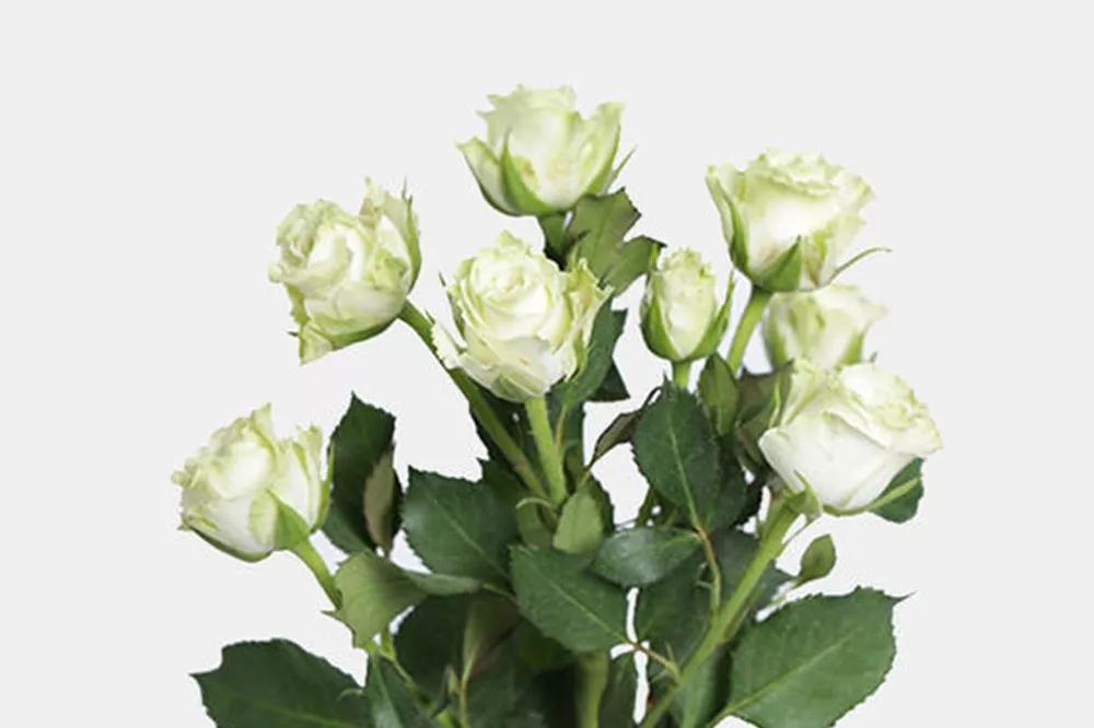 一篇文章带你认识三亚40种花,鲜花图鉴一次性认识30种玫瑰花