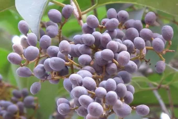 黄芪女贞子,女贞子鉴别方法
