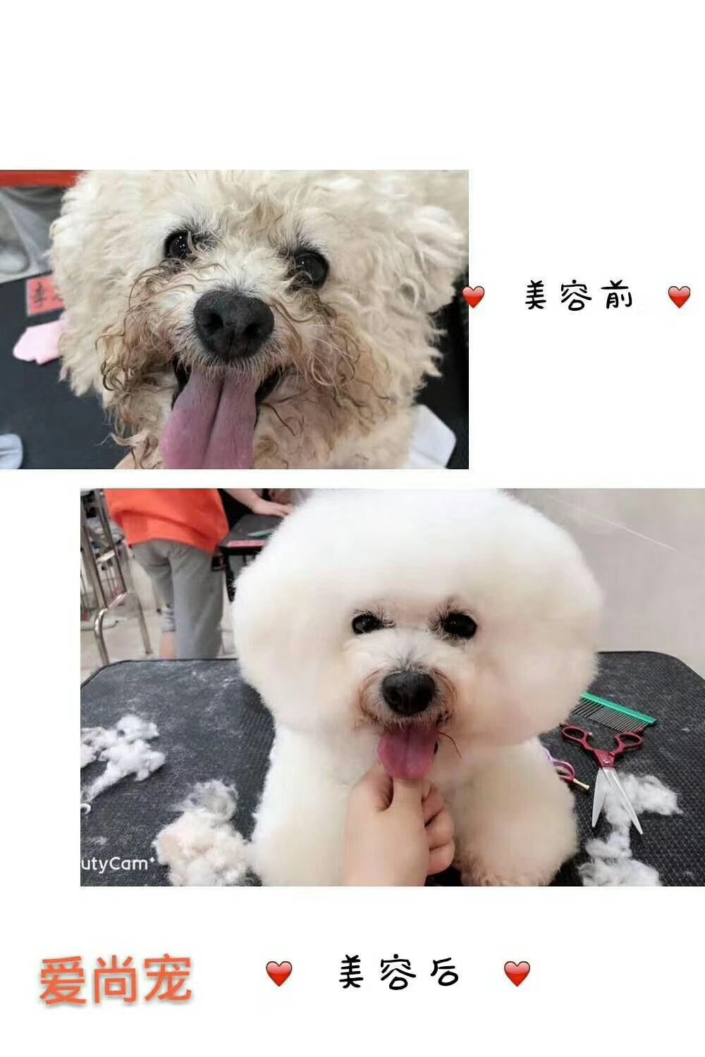 大连宠物美容培训学校排行榜,郑州宠物美容培训学校哪个好