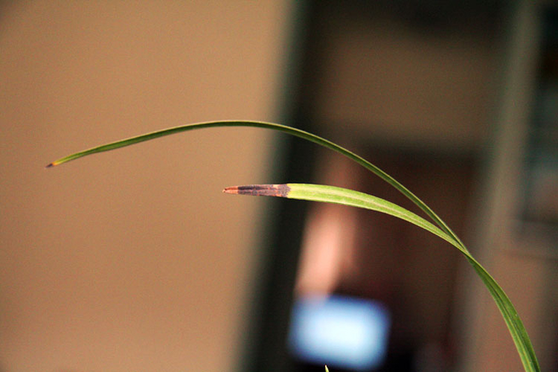 兰花叶从根部往上变黑,兰花叶变黄根变黑是啥原因