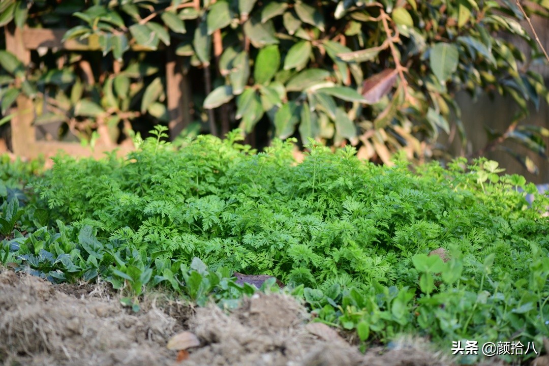 零下9度来袭，花园里的绿色是那么动人|园丁