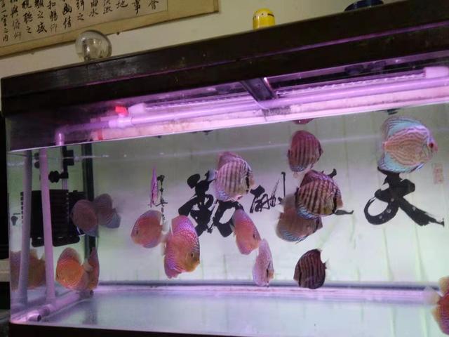 观赏鱼容易惊吓,如何降低观赏鱼应激