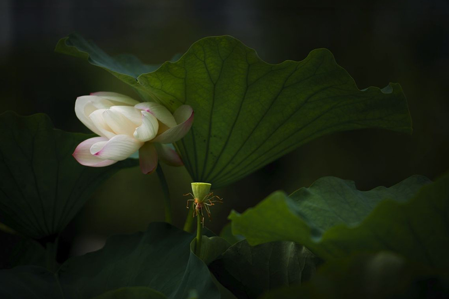 鹤城印象荷花图片,鹤城区看荷花