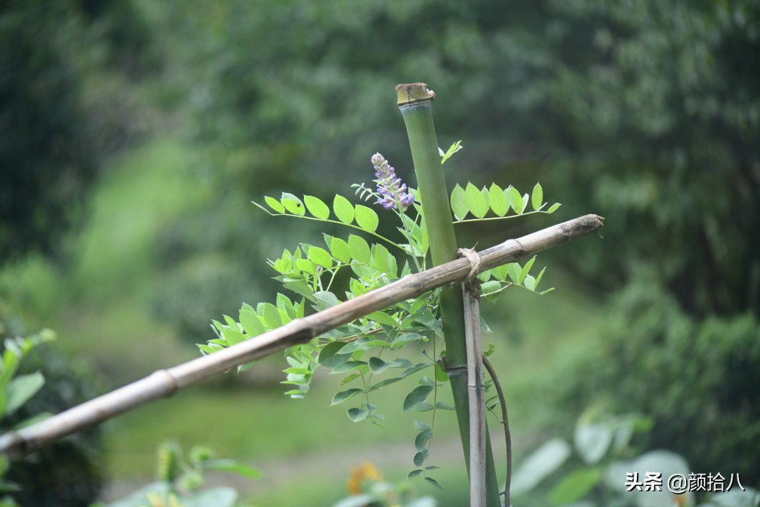这个夏天我在花园里种向日葵|园丁