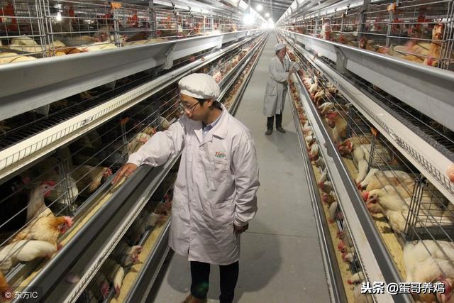 鸡瘟的防治,鸡瘟对养鸡人有害么