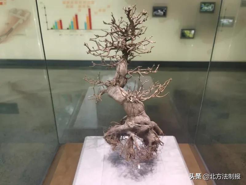 还有人从国外寄来20多只果蝠标本?海淘代购注意了,邮寄蜥蜴、盆景入境,可能会入刑!