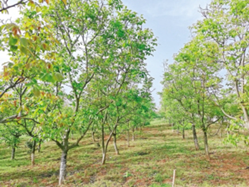 产业强农村美农民富,产业兴农民富村庄美