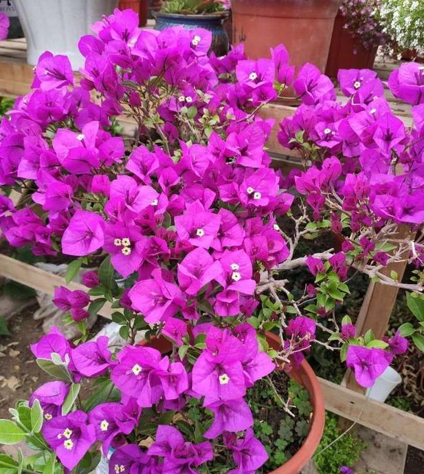 水养花为什么花根容易烂,花根浇水过多腐烂怎么治疗