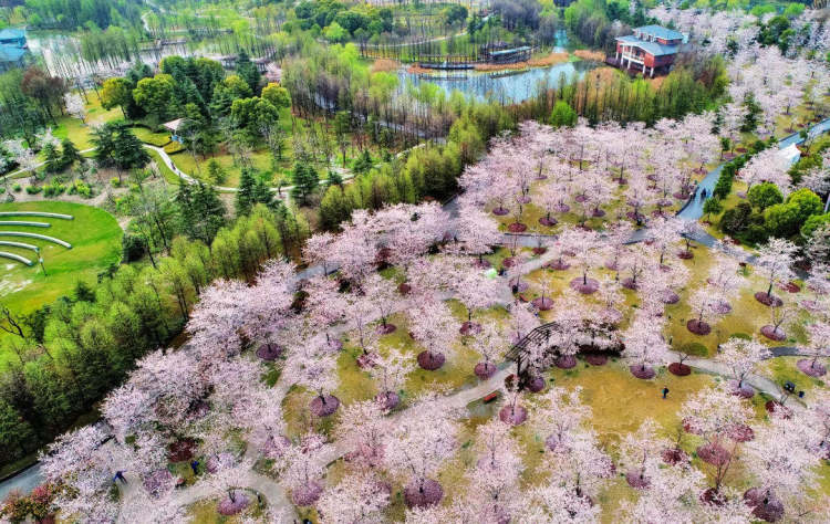 3月份赏樱花就不能只赏樱花,国内赏樱花这五处地方值得一去