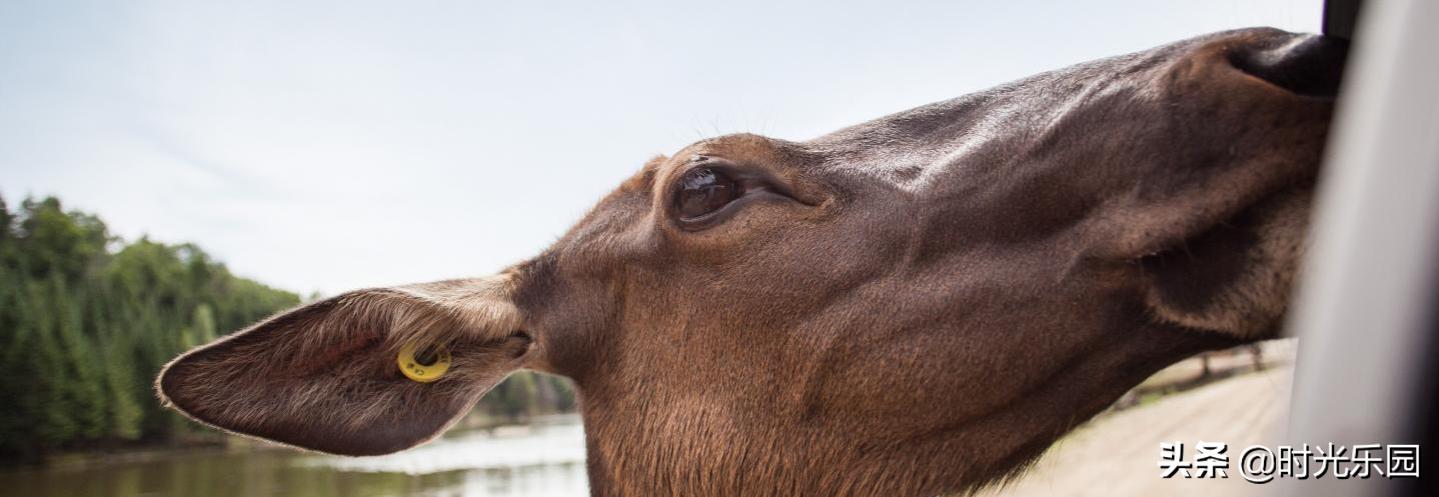 加拿大蒙特利尔自由行攻略,加拿大自由行自驾游