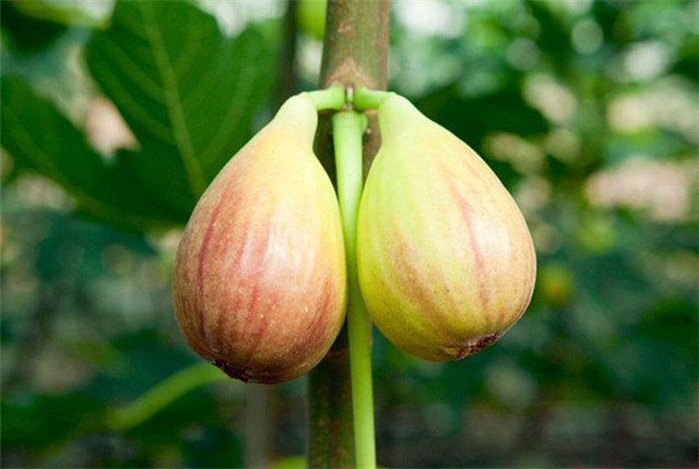 无花果种植技术和管理方法,无花果种植技术与管理如何挂果多