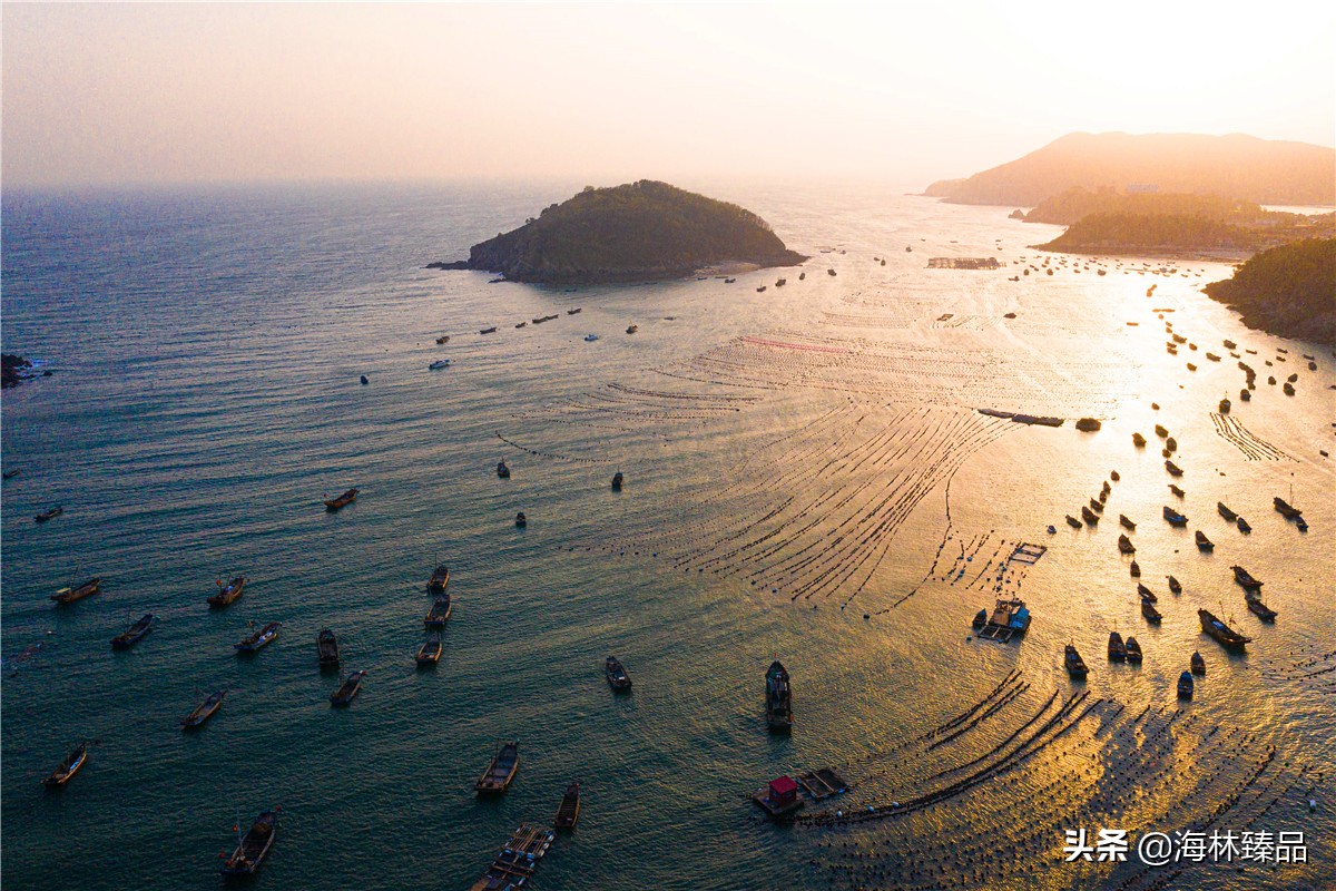 野生海参探店,野生海参采捕视频大全