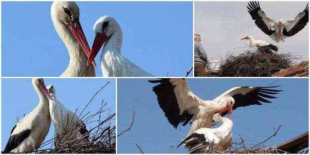 野外发现一只老鹰,用无人机飞到山上发现一只老鹰