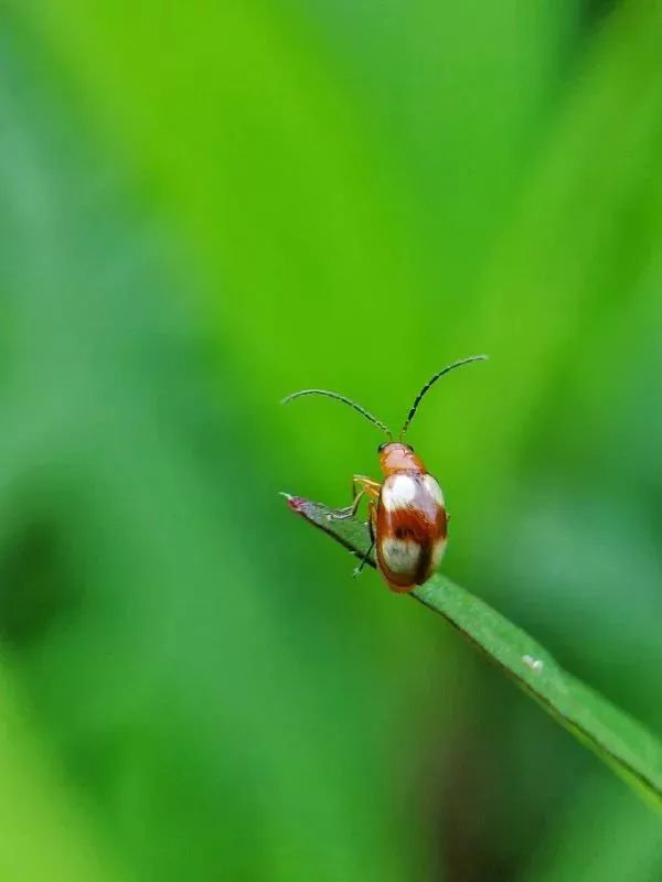 手机拍出的大片摄影作品,手机拍作品好看又高清