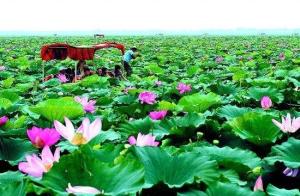 湖南省岳阳市行政地图,湖南省岳阳市有哪些地方