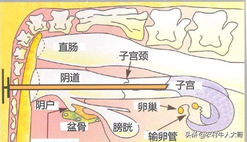 牛场管理技术方法,大型牛场管理方案