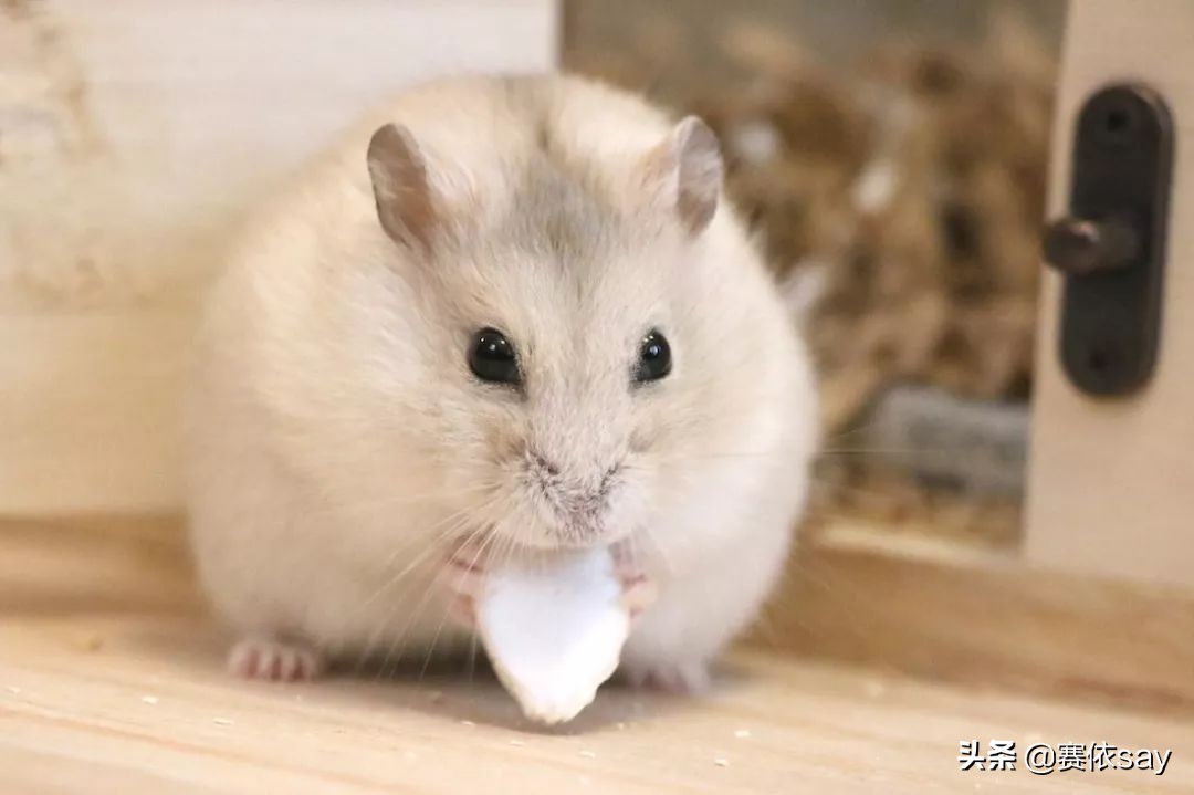 日本推主养了只小仓鼠，又团又圆的样子简直萌炸了！可爱到治愈！