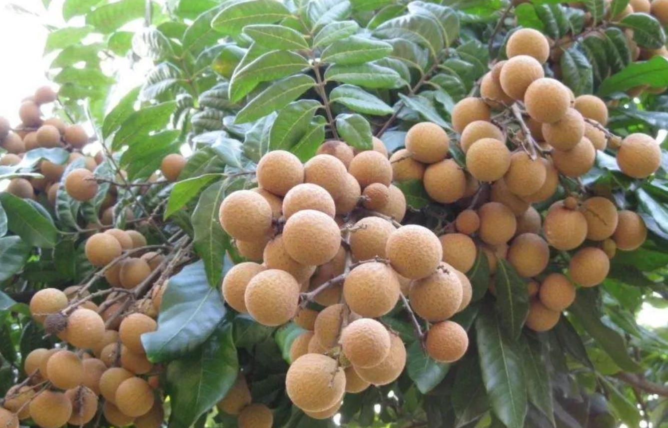 水果车厘子现在多少钱一斤,现在车厘子水果多少钱一斤