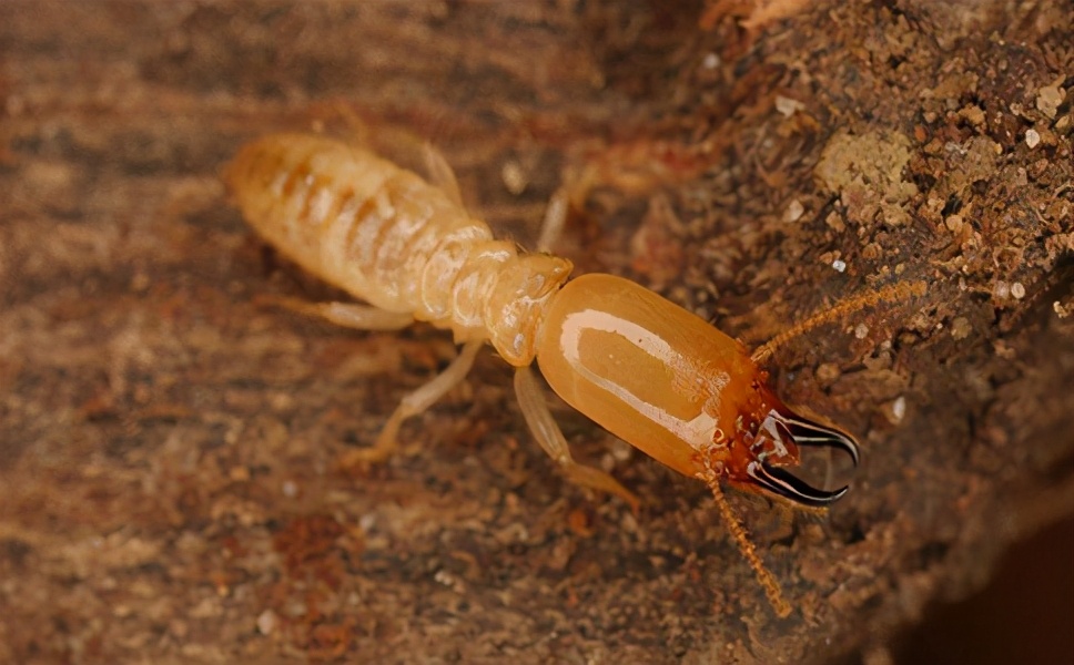 如何灭白蚁广州专业灭白蚁公司,上海白蚁防治收费标准上门灭白蚁