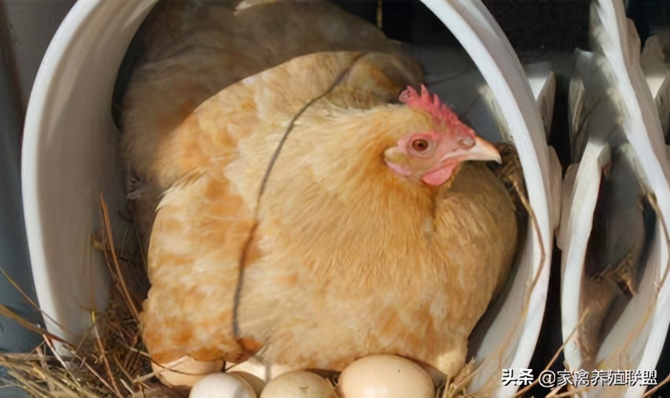 散养土鸡下蛋率最高的品种,散养土鸡的10个技巧