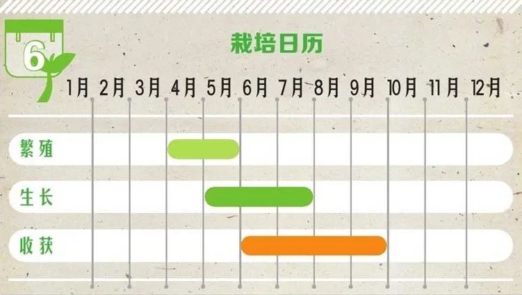 6步在阳台上栽种黄瓜，解开黄瓜生长过程中遇上的栽培难题