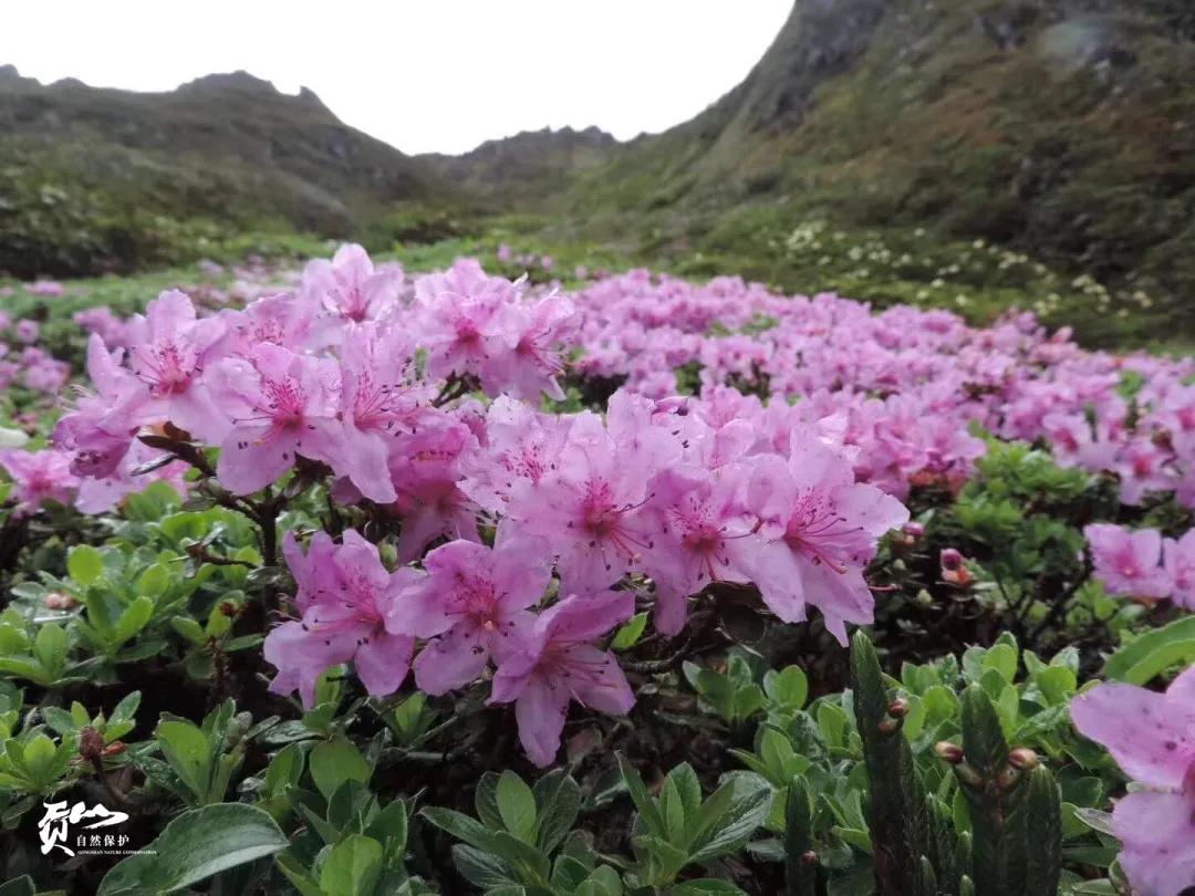 遇见怒江丨这是“我”手机镜头里的贡山风光