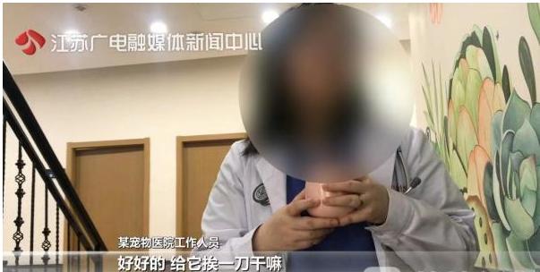 如何给猫咪整容,有没有给猫整容的