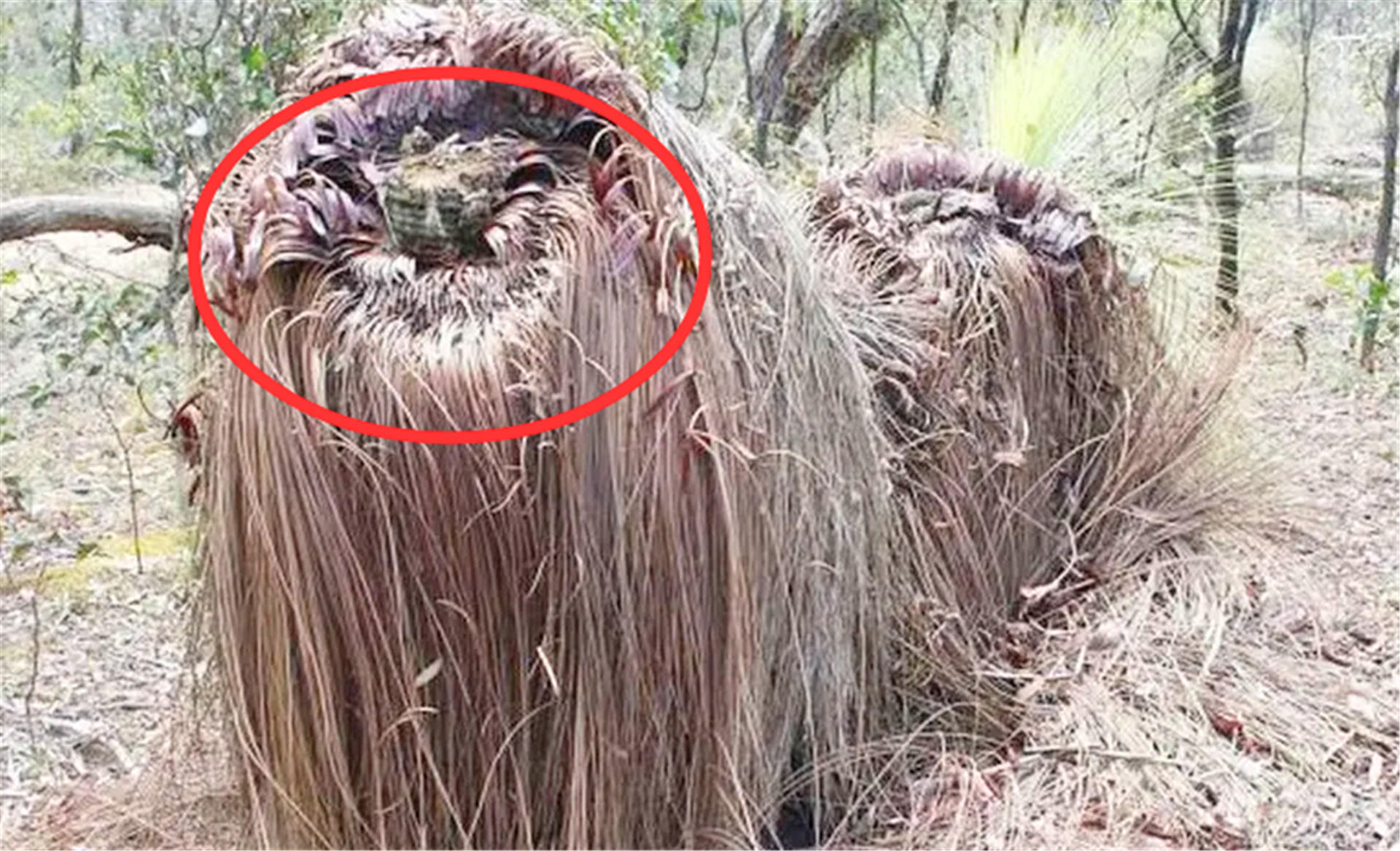 神奇植物“食羊树”，能自己抓羊吃，村民一发现就要立马烧毁