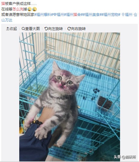 猫咪手脏怎么清洗,如何洗猫咪粘毛的物品