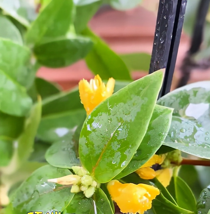 最香的三种花法国香水茉莉,法国香水茉莉怎么养开花多