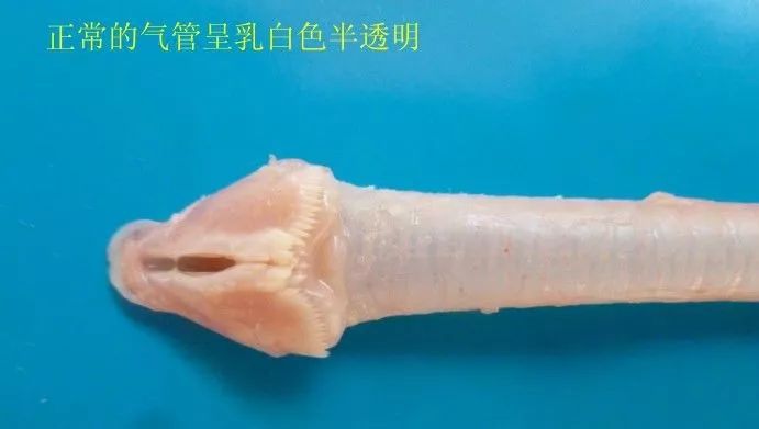 家禽常见疾病及检测方法书籍,家禽养殖疾病诊断