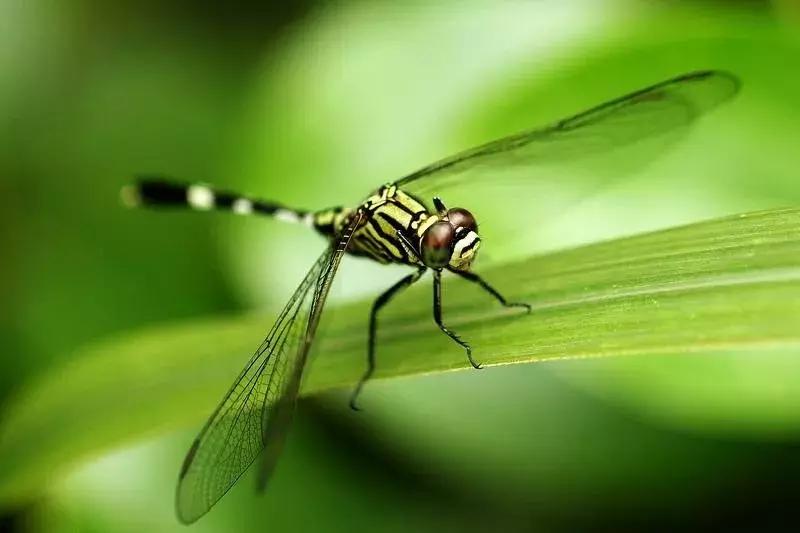 自贡最稀有动物,自贡有哪些小动物