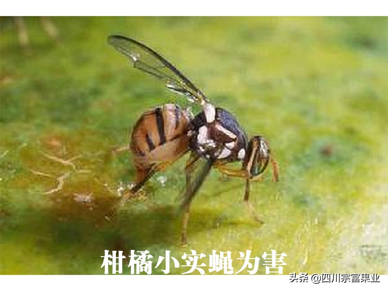 柑橘害虫图谱及防治方法,柑橘主要虫害防治大全现学现用