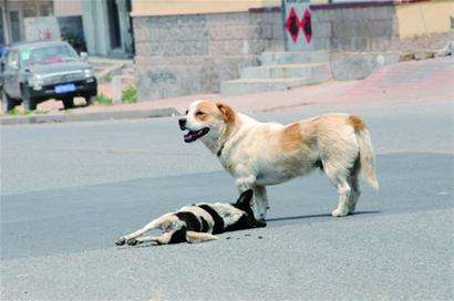 车子碰到狗宠物怎么办,汽车撞到宠物狗如何处理