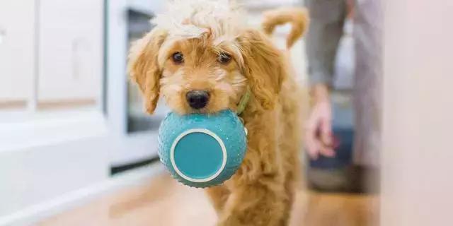 幼犬乱吃垃圾呕吐拉稀,幼犬呕吐拉稀一般禁食多久