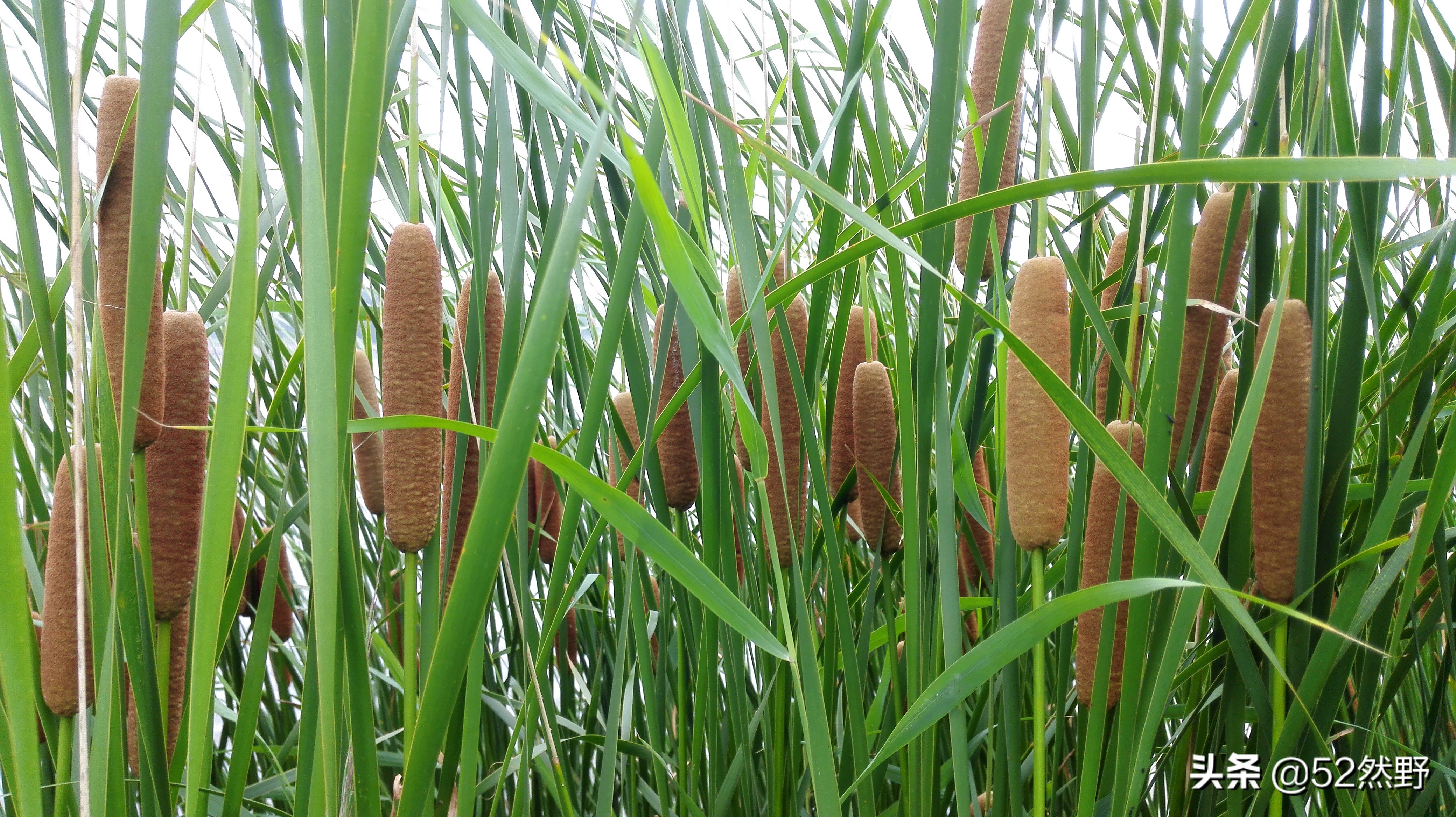 桑干河原唱完整版,桑干河诗句