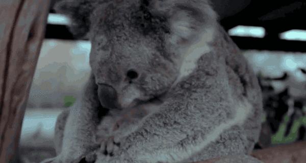 动物吃自己粪便原因,为什么动物吃掉粪便