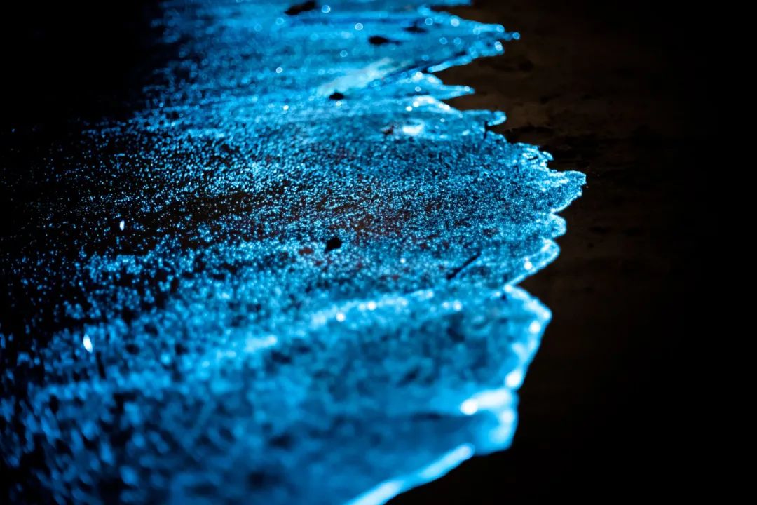 “蓝眼睛”迎来大爆发！现实版“奇幻漂流”，大海已经美成星河